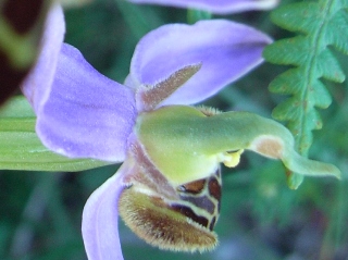 Ophrys apifera?